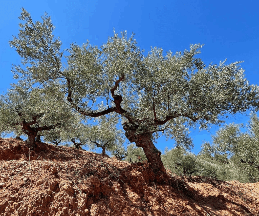 Our Ethos - Dimitri Extra Virgin Olive Oil
